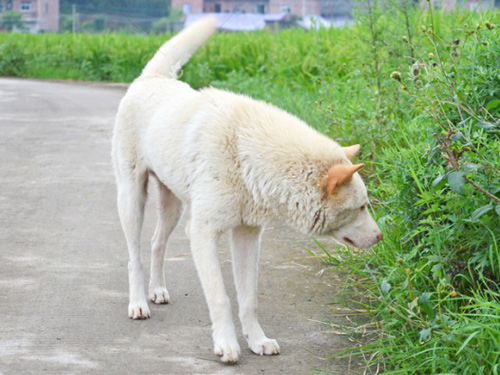 Kinijos pastoracinis šuo